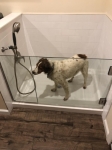 Doggie Shower Door
