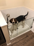 Doggie Shower Door